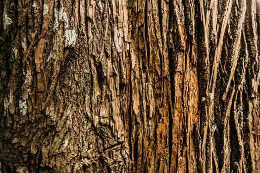 Old dry tree bark with cracks
