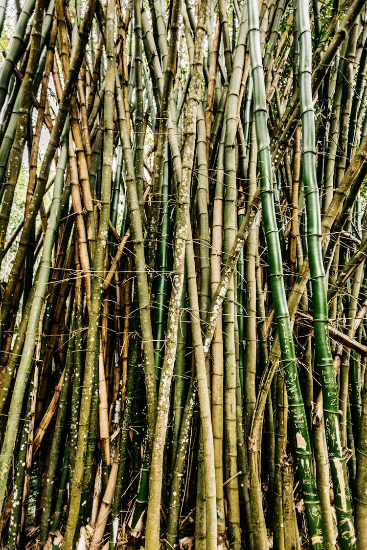 Green Bamboo Trees In Asian Forest