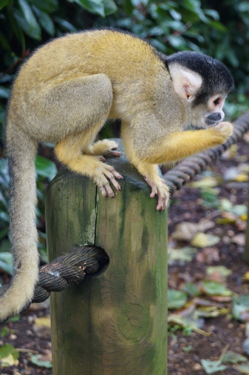 Free stock photo of monkey, squirrel monkey Stock Photo