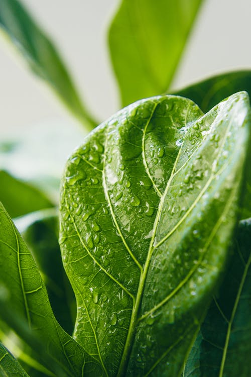 A Leaf With Water Droplets