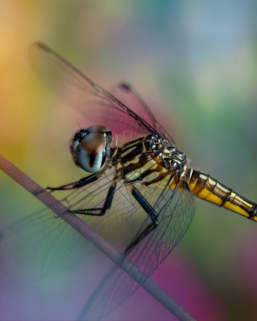 Closeup amazing dragonfly with delicate wings sitting on plant stem on colorful background in nature