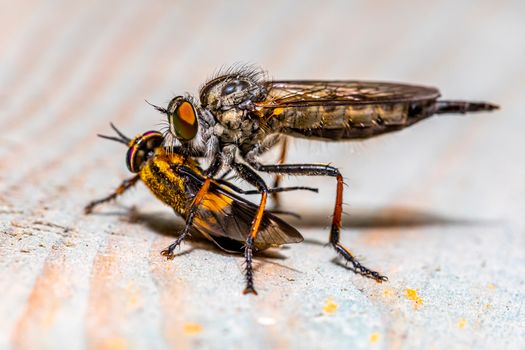 Close-Up of a Splayed Deerfly and a Robber Fly