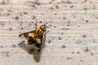 Close-Up of a Splayed Deerfly