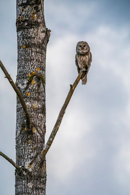 Ingyenes stockfotó ágak, ágon ülő, állatfotók témában