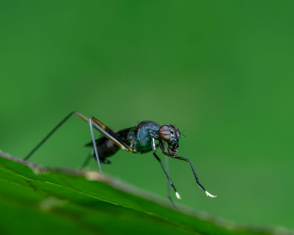 Closeup small insect crawling on fresh leaf on plant on green background in countryside