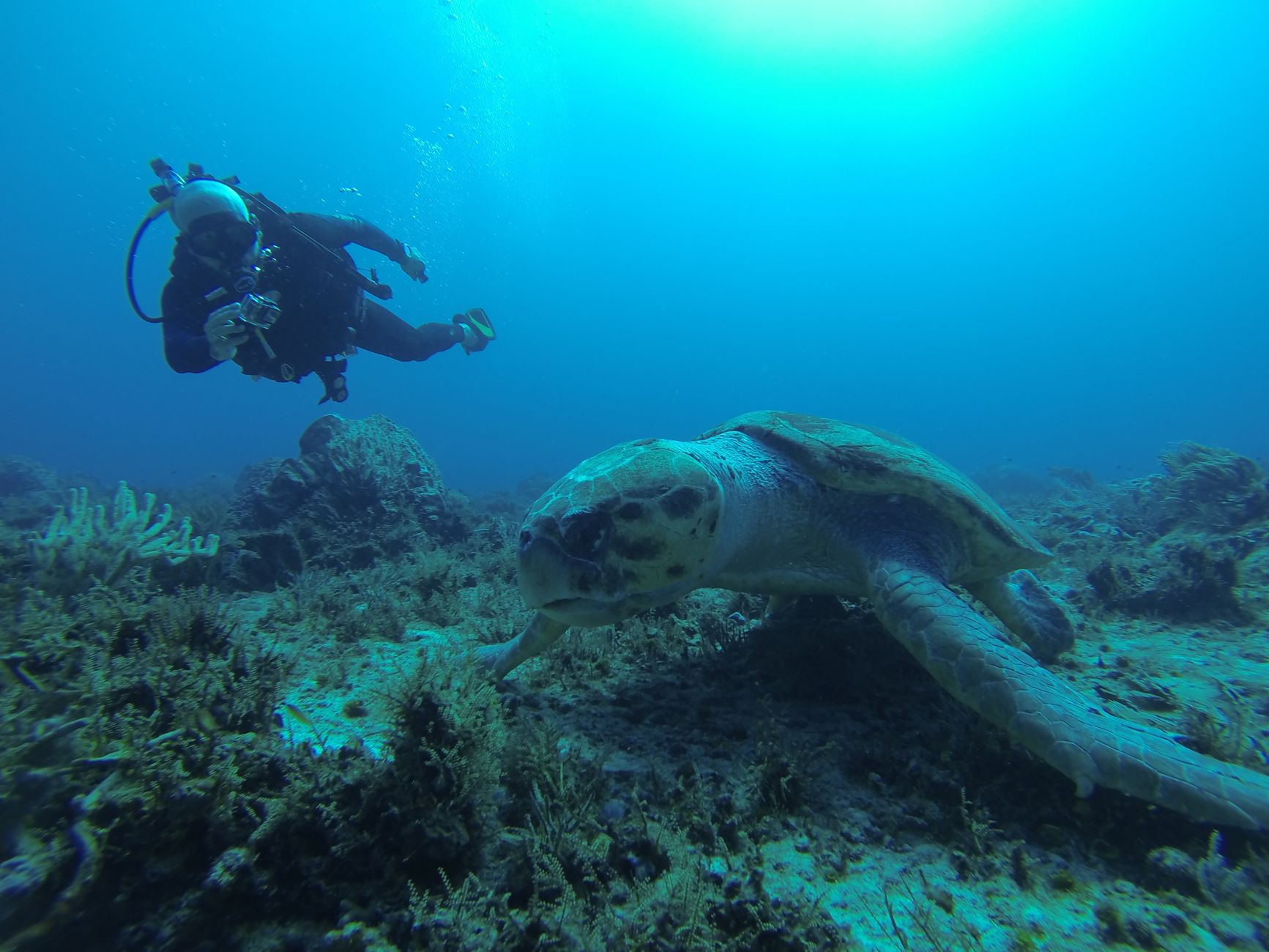 A scuba diver closely observes a sea turtle in its natural underwater habitat.