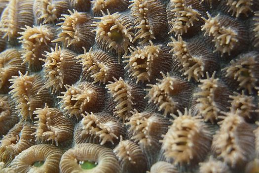 Close-up of a Coral Reef