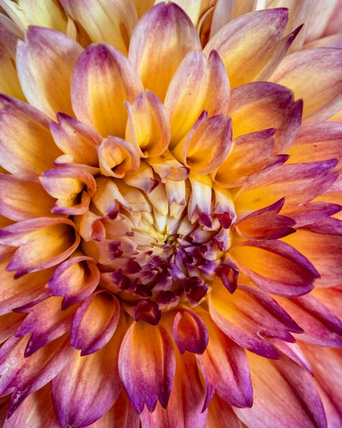 Free Closeup natural fresh flower with soft colorful petals growing in countryside in summer Stock Photo