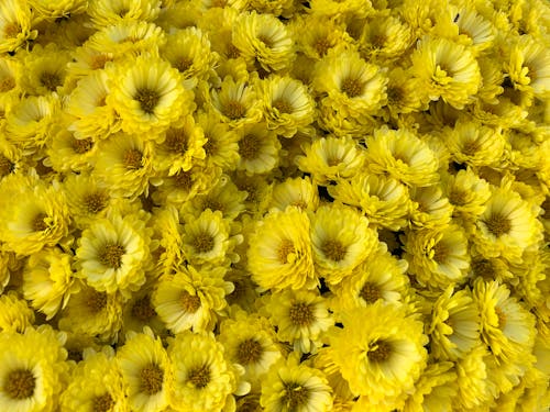 Бесплатное стоковое фото с желтые цветы, флора, цвести