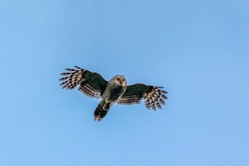 คลังภาพถ่ายฟรี ของ uralensis strix, การถ่ายภาพสัตว์, การบิน