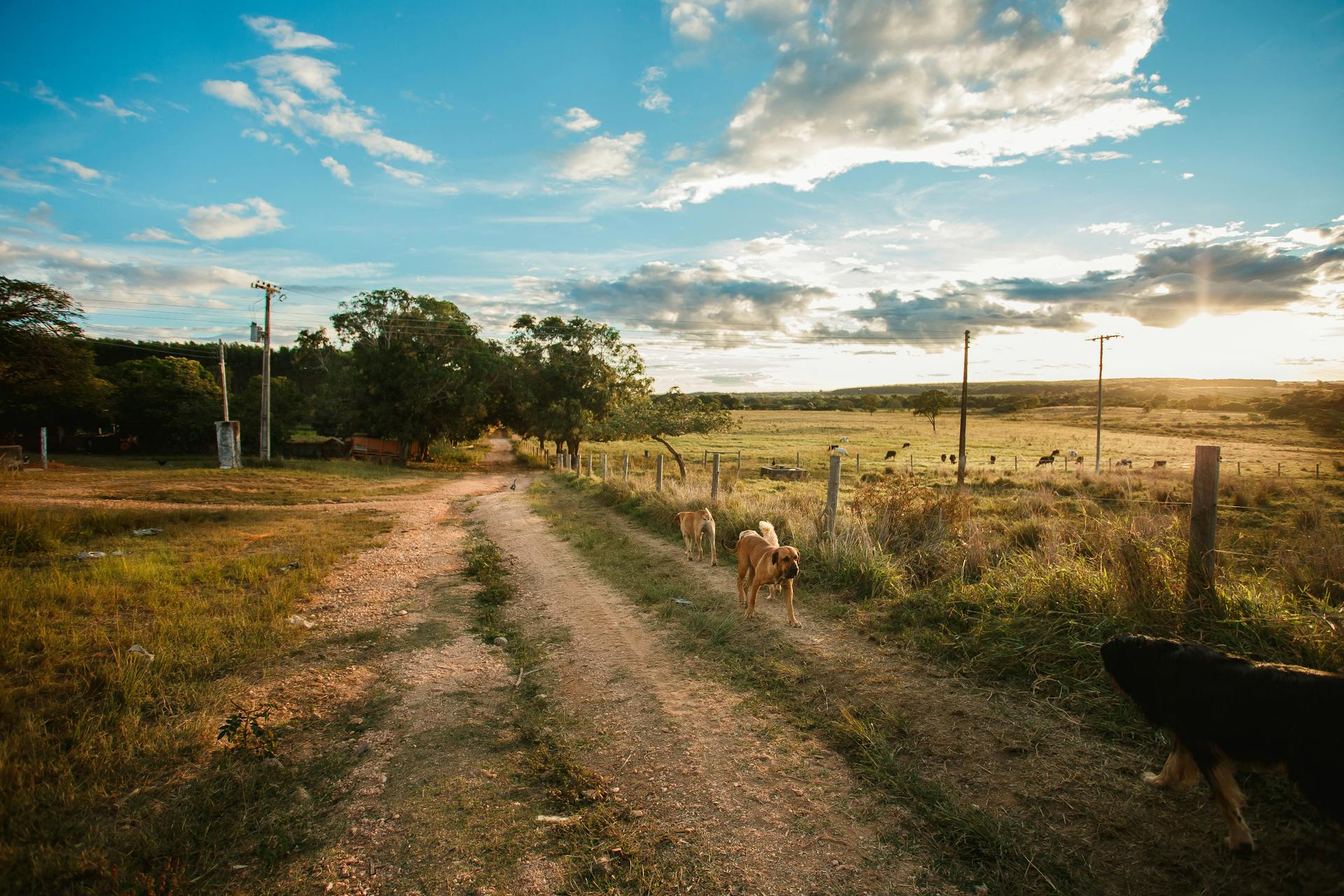 Dogs walking on grassy country road with poles in side near green field with trees against cloudy sky in evening