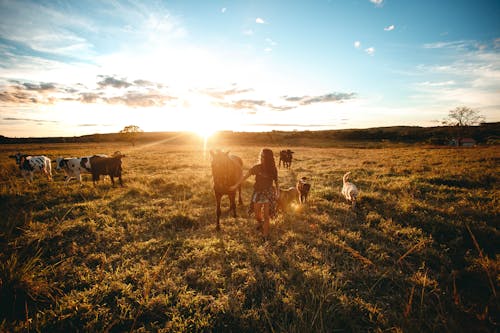 Full body of distant anonymous female stroking horse while standing on grassy pasture with cows and dogs with sun shining behind mountain in evening