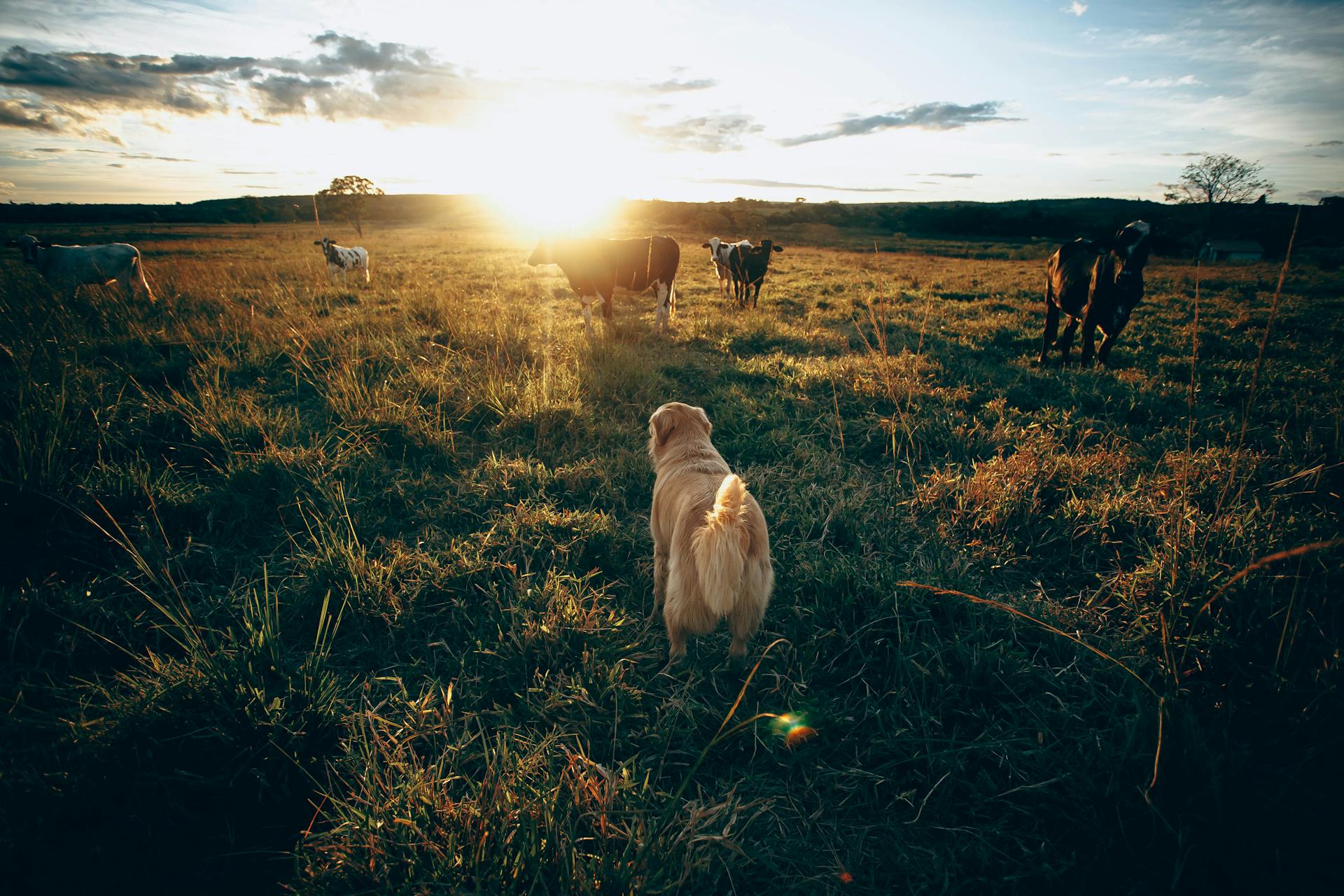 Dog standing near cows in field