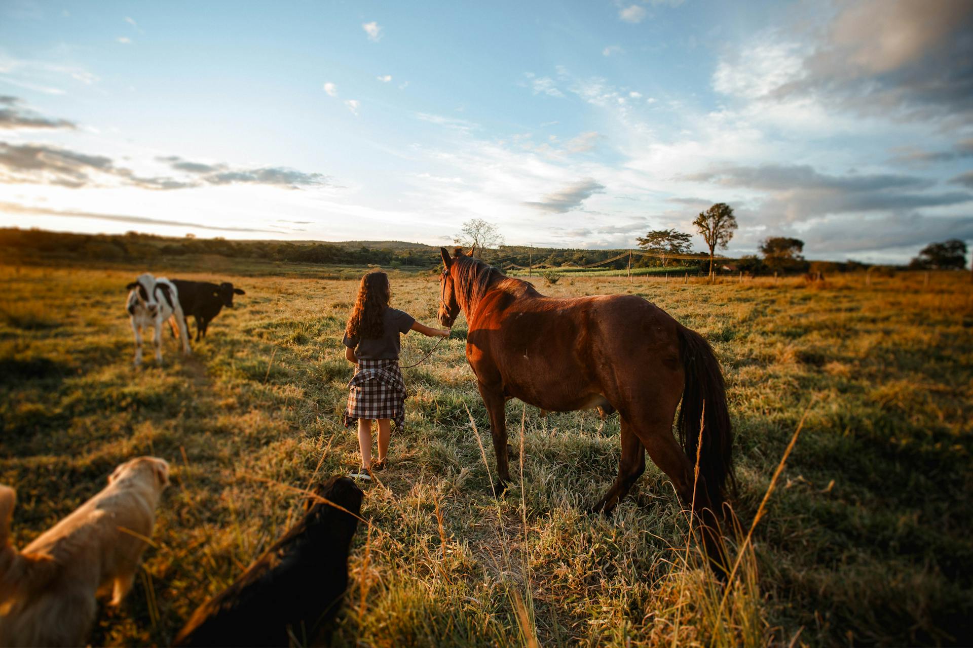 Faceless woman leading horse by bridle in pasture