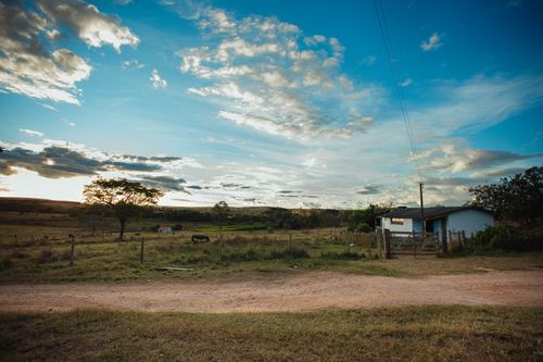 Free Narrow sandy road between green meadow and solitude tree and animals in grassland next to small simple house behind fence under vivid blue sky covered with highlighted clouds in summertime Stock Photo