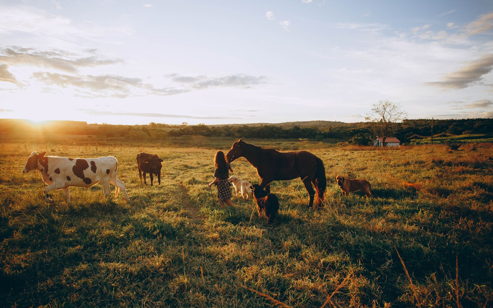 Animals
