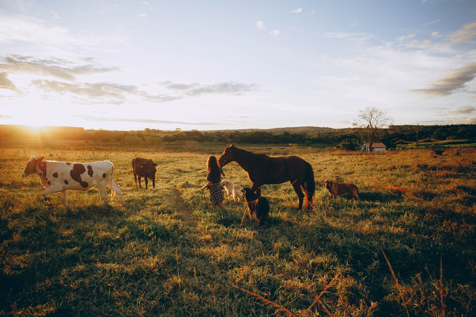 Praticienne entourée de cheval, vaches et chiens dans une prairie dorée