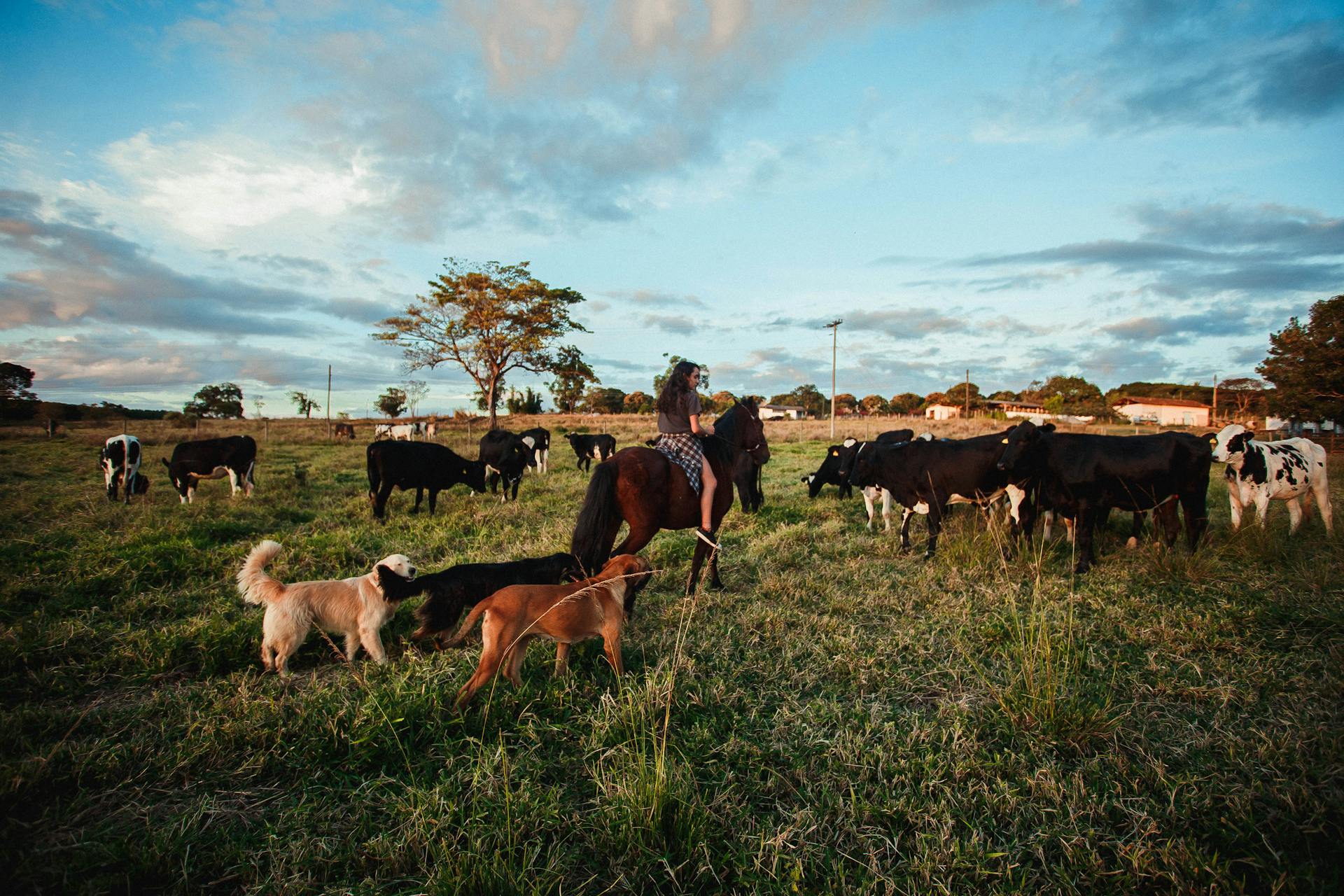 Light blue sky with clouds over woman on back of horse surrounded by cows and dogs in paddock