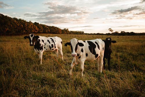 Spotted cows on pasture in summertime