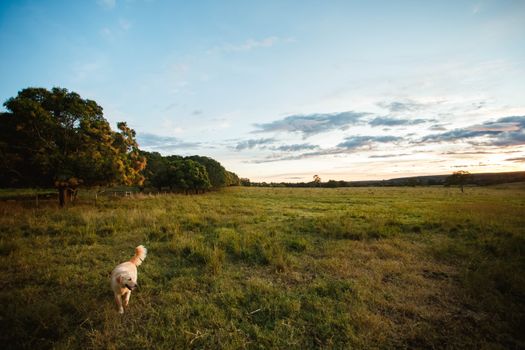 Light blue sky with pink clouds over verdant field and woodland in evening