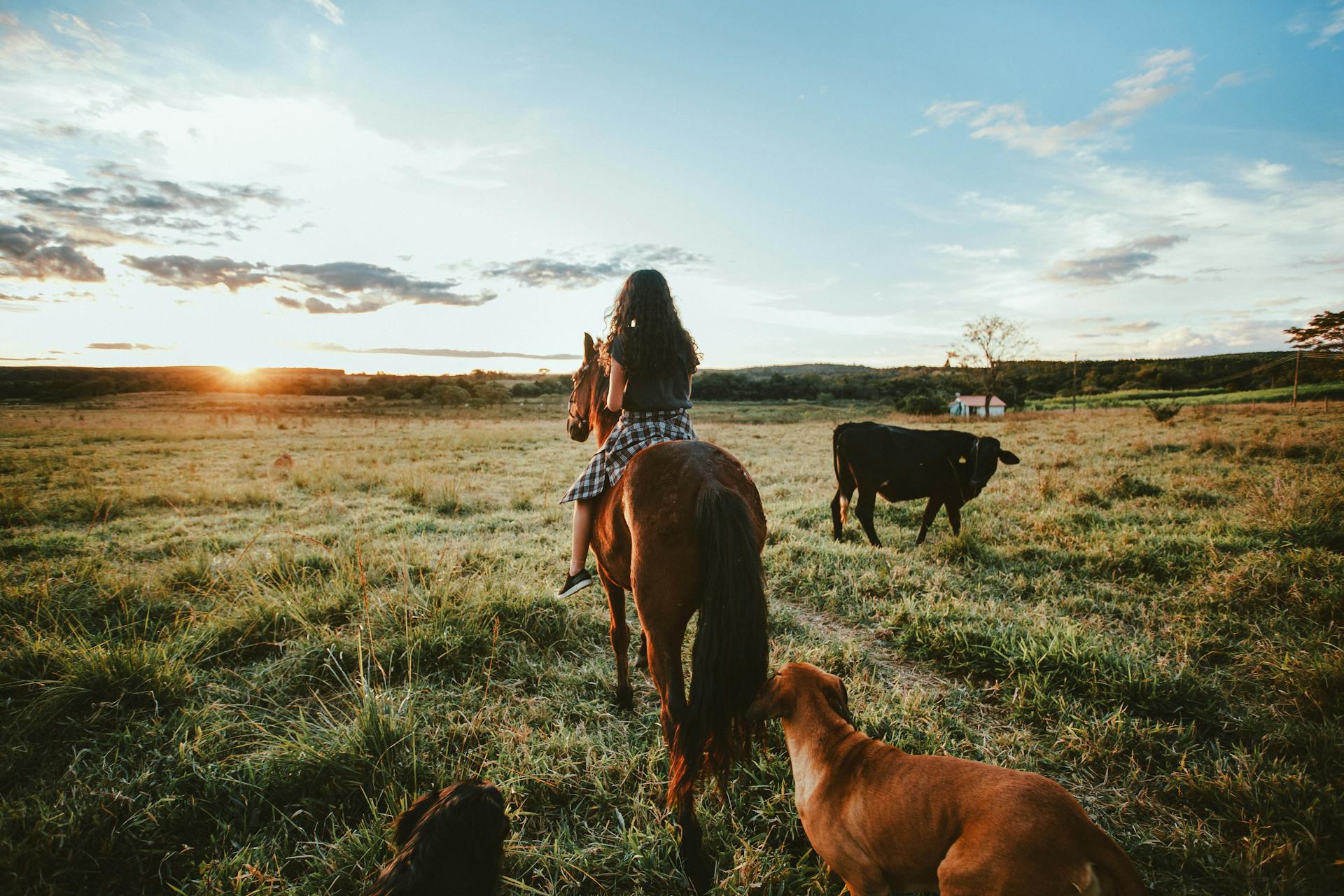 Full body back view of female adolescent riding on back of horse among dogs and black cow on pasture in summertime