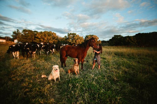 Gratis stockfoto met akkerland, avond, beest