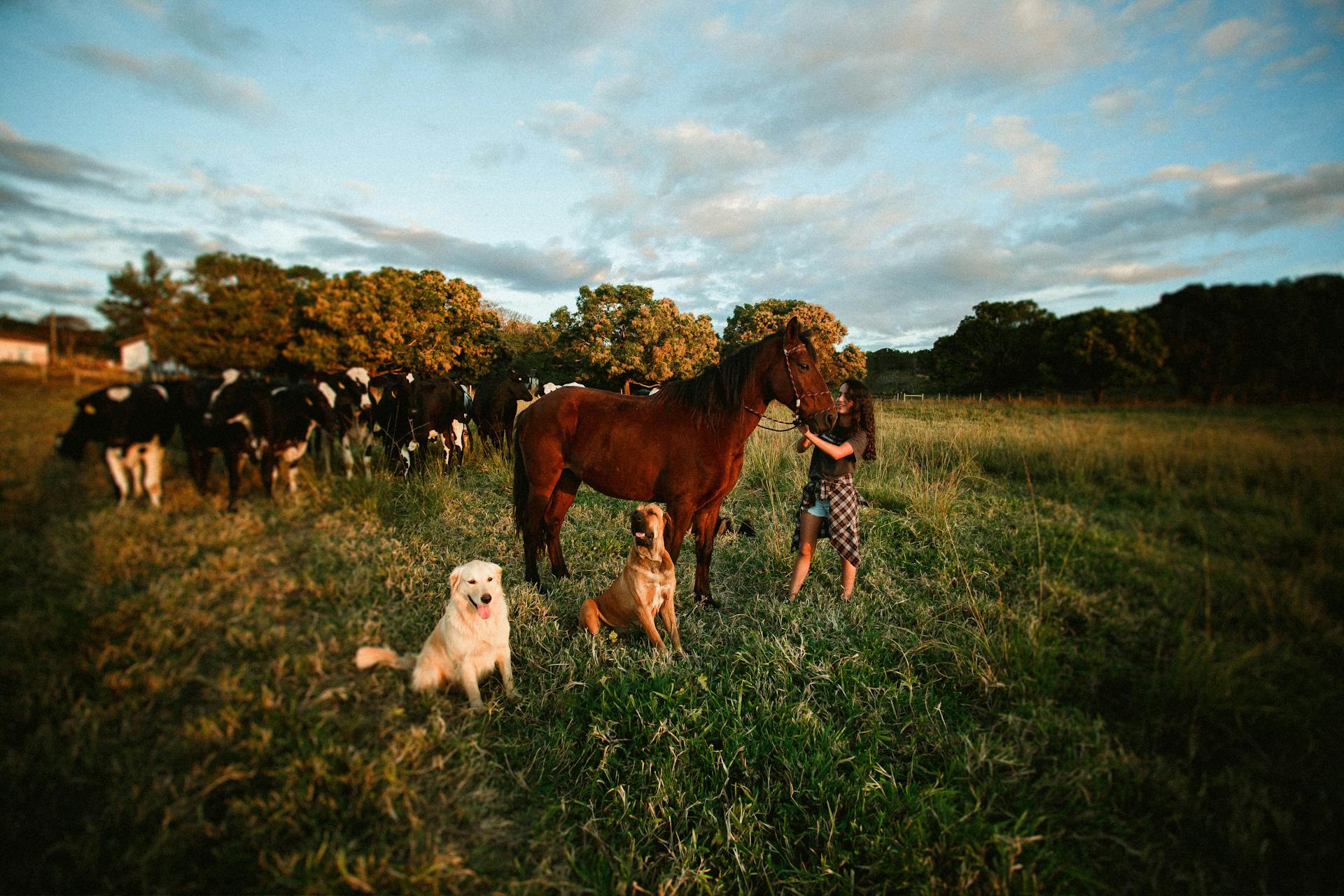 Woman standing by horse among dogs and cows on pasture