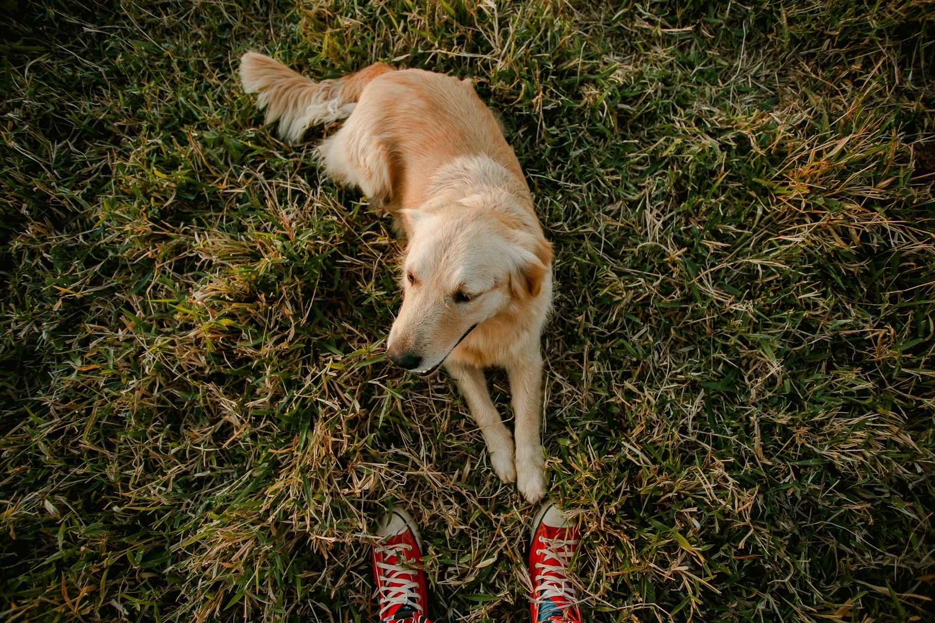 From above of adult Golden Retriever with soft beige fur chilling on green grass by faceless person in red sneakers