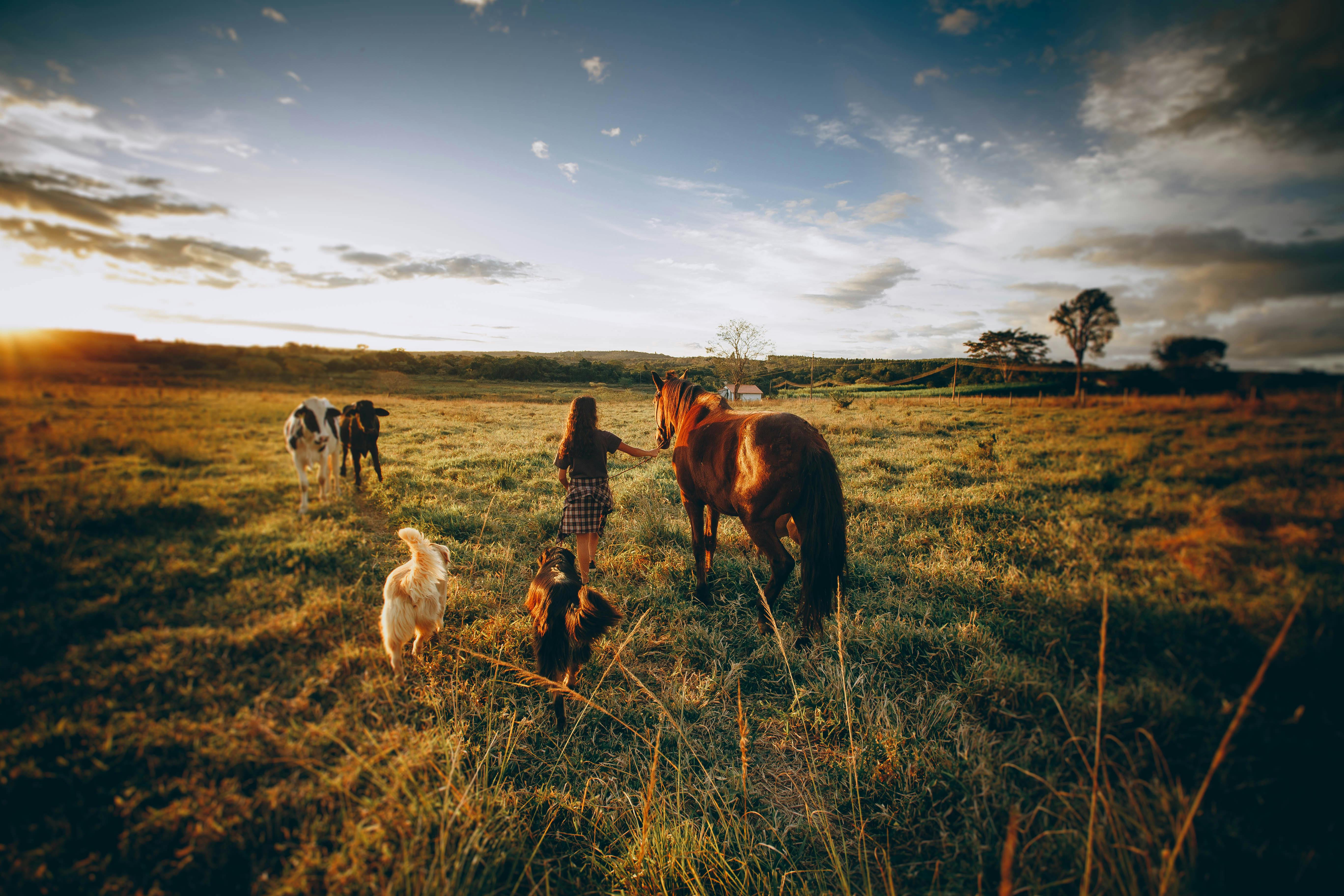 teenage girl walking in meadow with horse and dogs