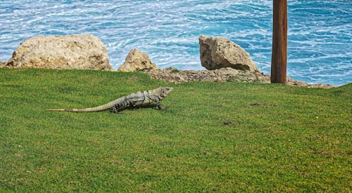 Free stock photo of cancun, exotic, hotel