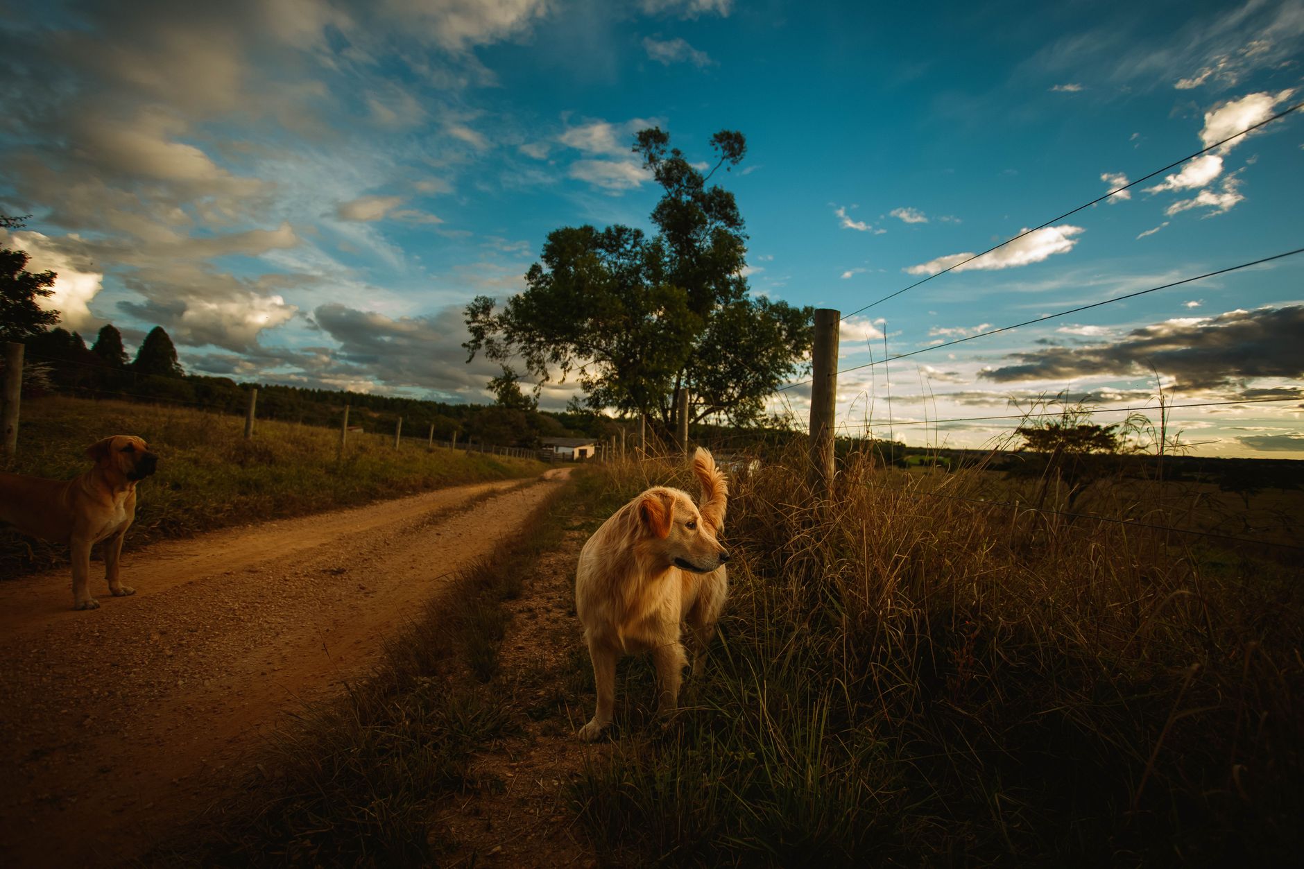 Portrait of a dog at a veterinary clinic