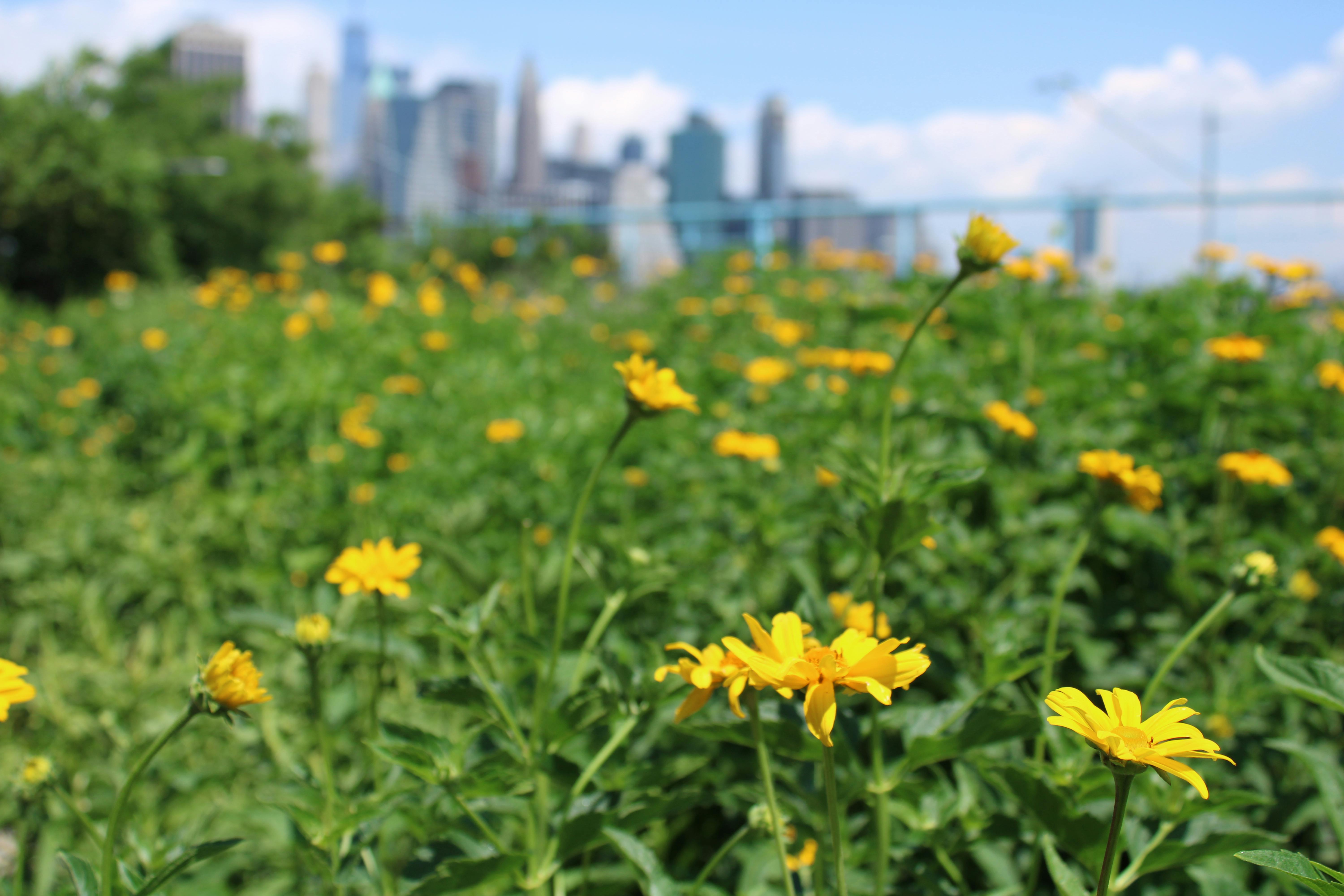 Free stock photo of city, flower, flowers