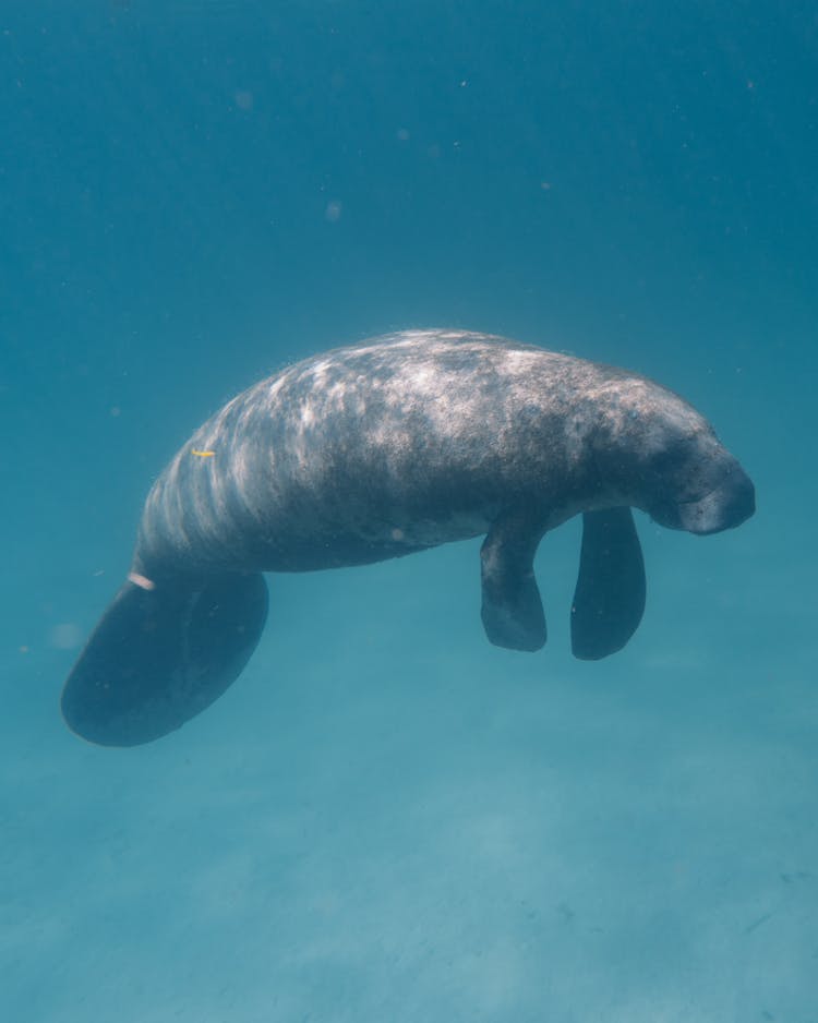 Manatee Under Water