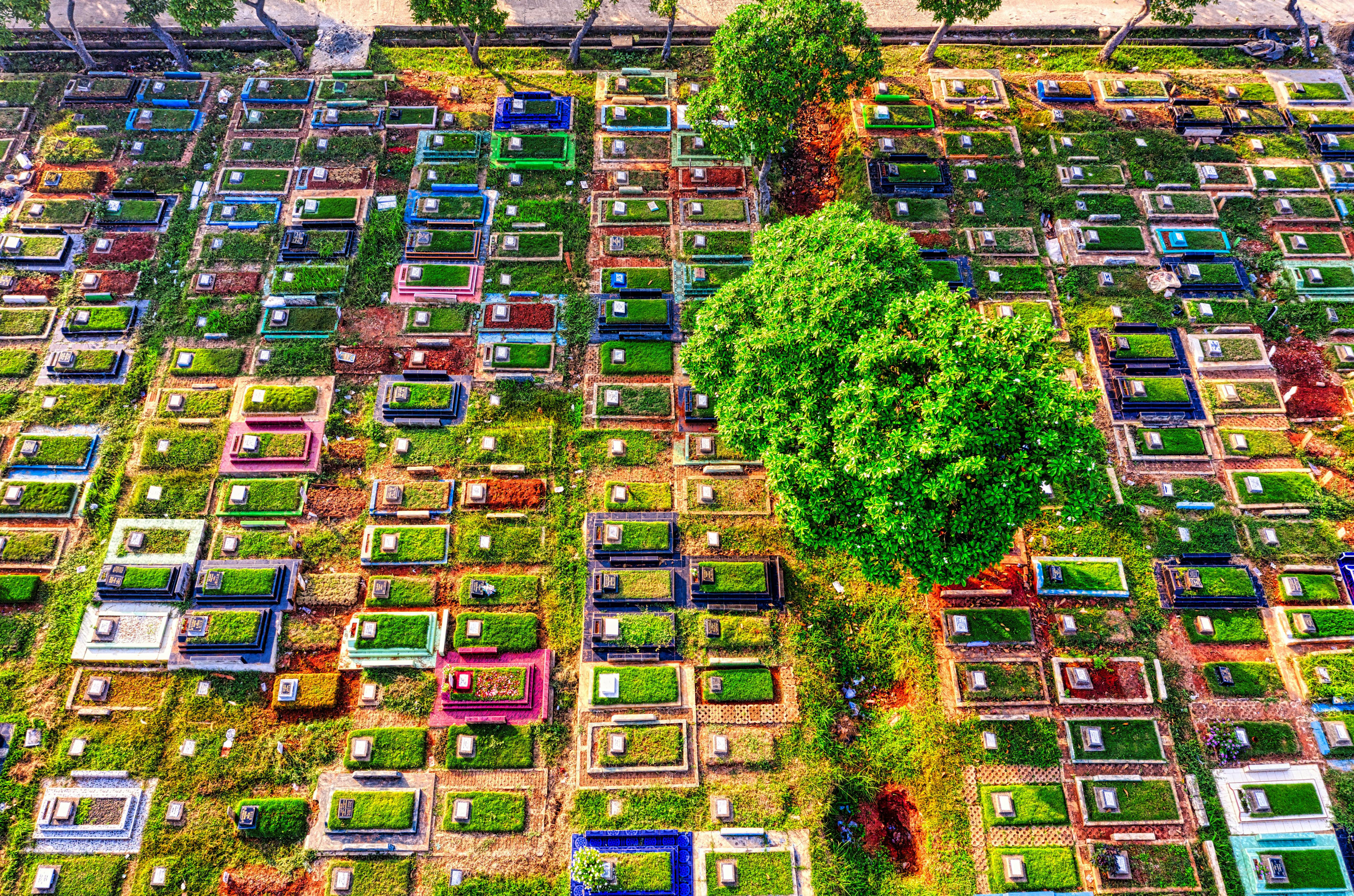 aerial view of green trees and houses