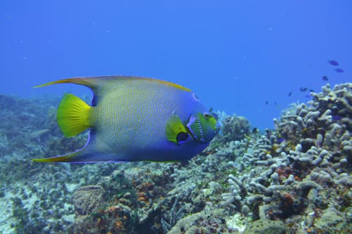 Photos gratuites de aquatique, bas, coraux