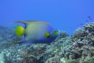 Yellow and Blue Fish Under Water