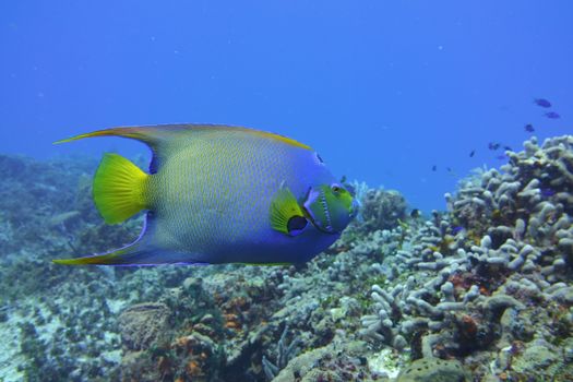 A colorful Queen Angelfish swimming above corals in a serene underwater scene.