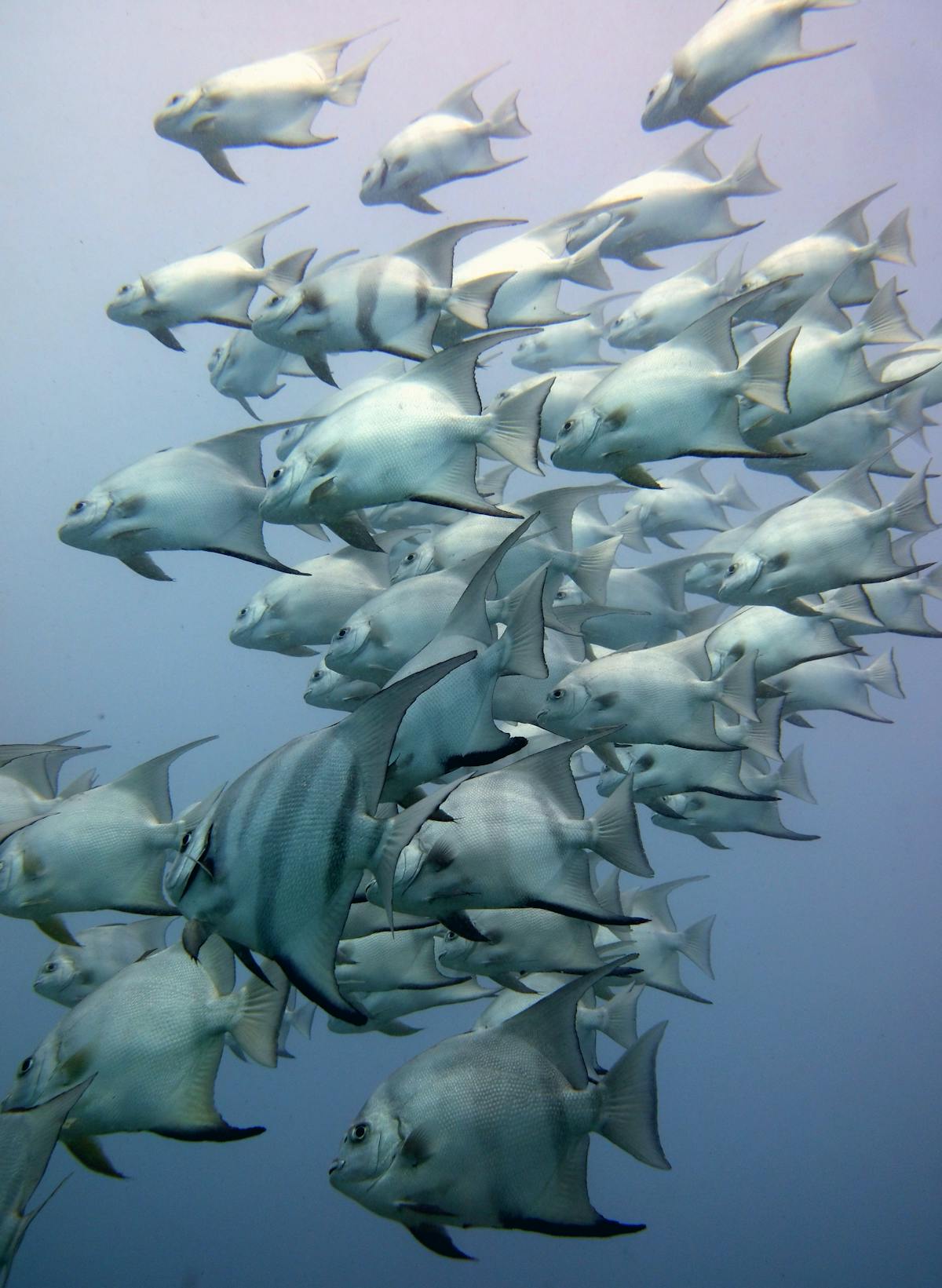 Underwater view of sea plants and fish