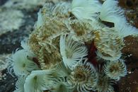 White and Brown Flower in Close Up Photography