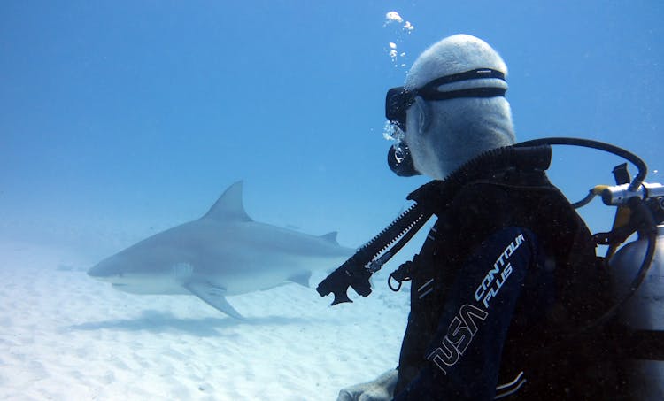 Man In Black Wetsuit Diving Near Shark