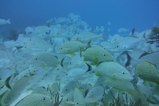 Explore the vibrant marine life as a school of grunt fish swim gracefully underwater.