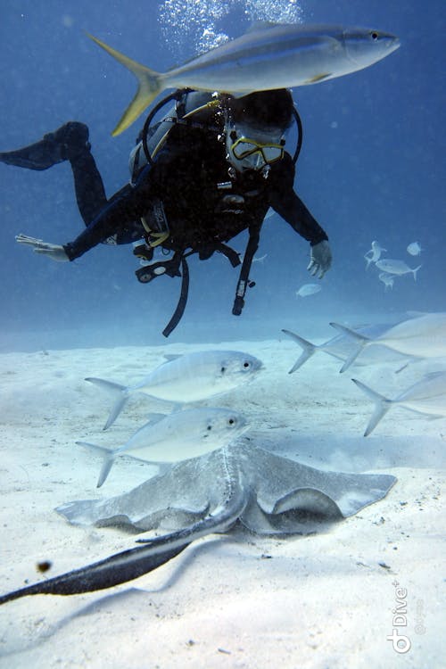 Foto profissional grátis de adulto, aventura, embaixo da água