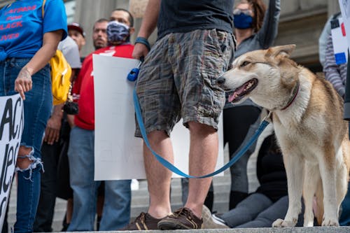 Free Unrecognizable man with dog on protest Stock Photo