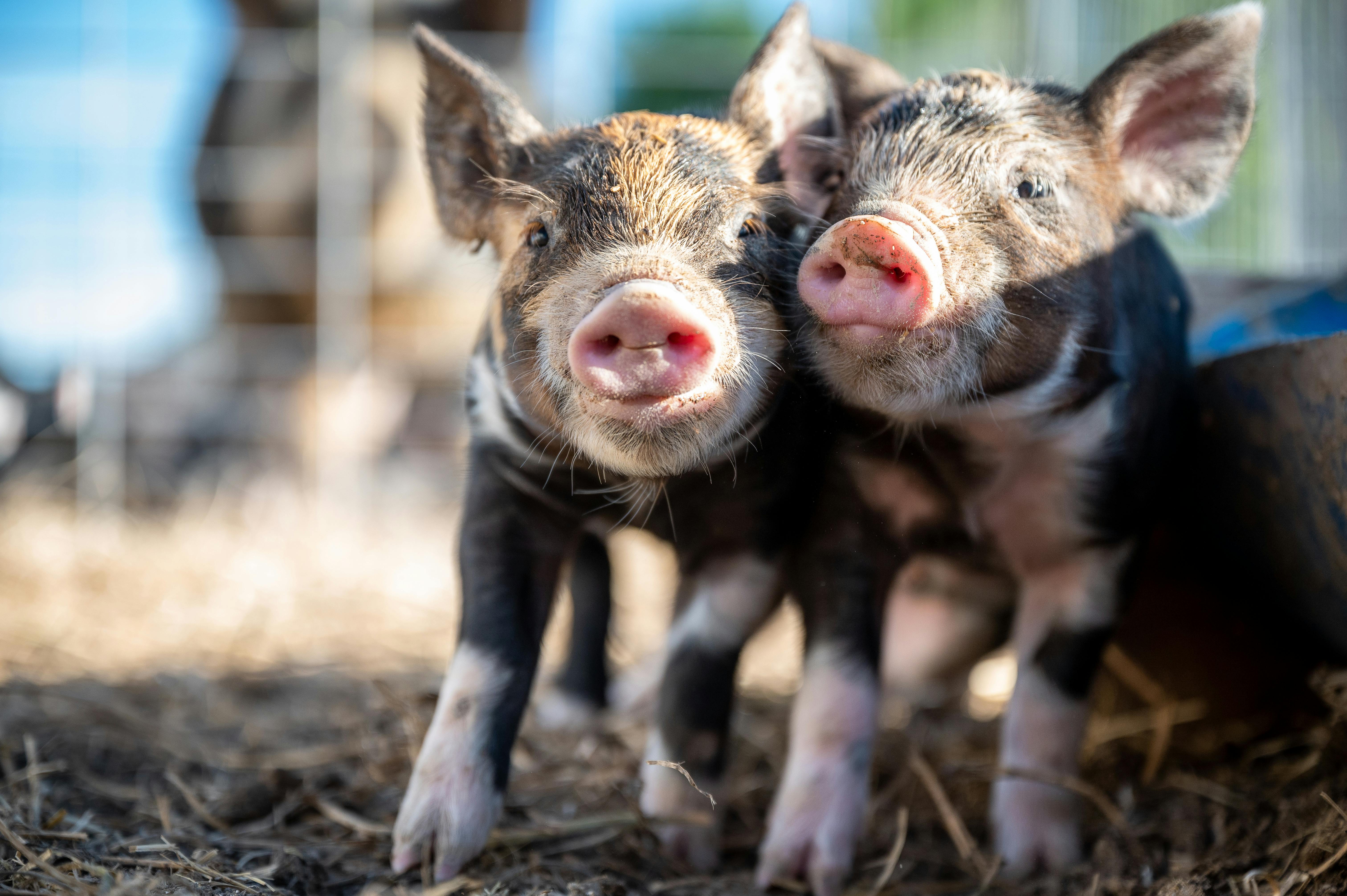 black and pink piglets