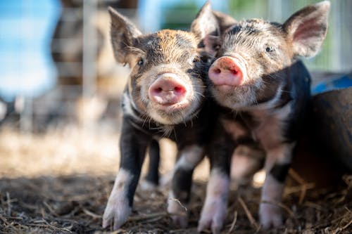 Black and Pink Piglets 