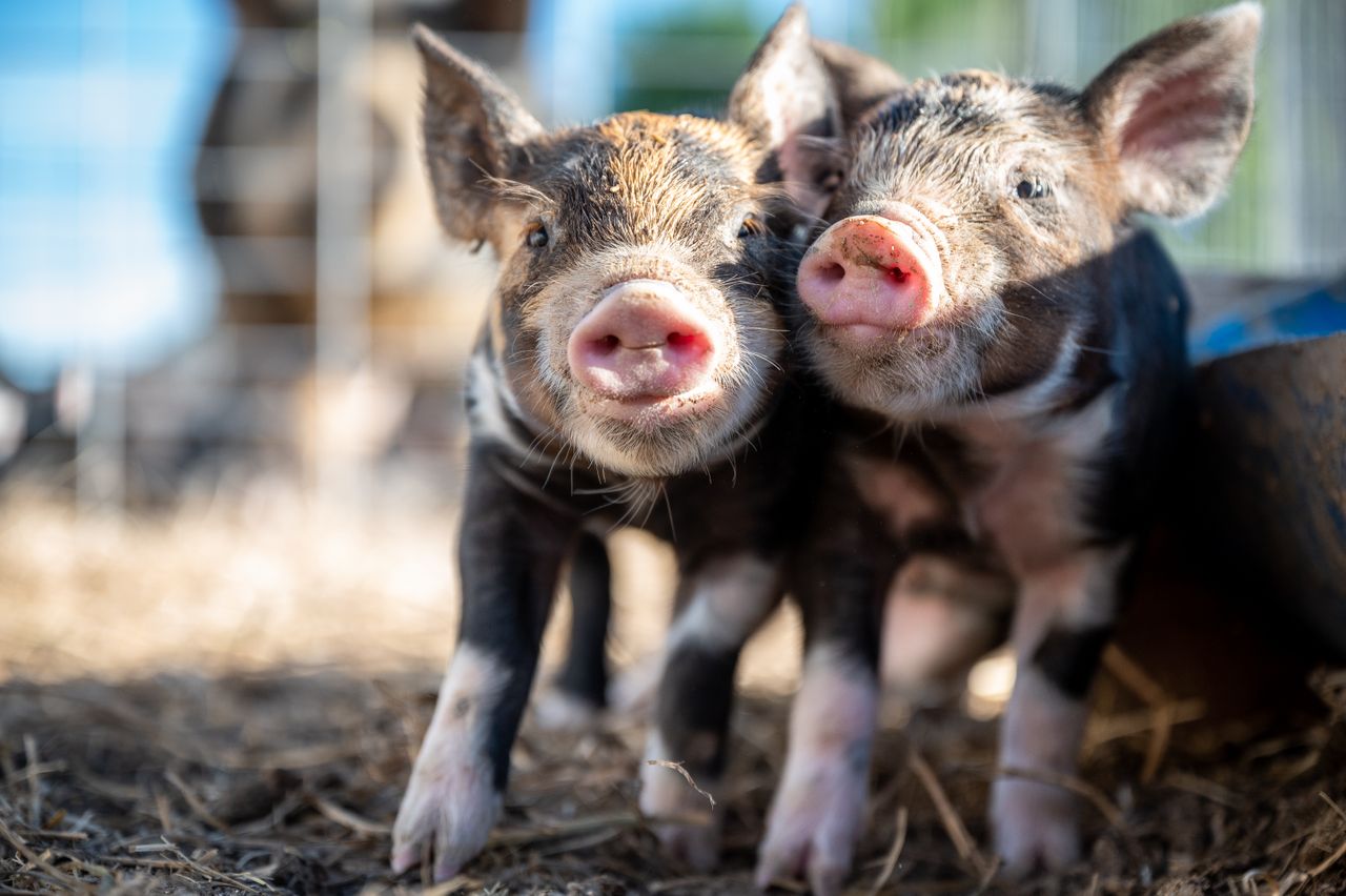 two cute piglets standing closely on a sunny farm showcasing curiosity