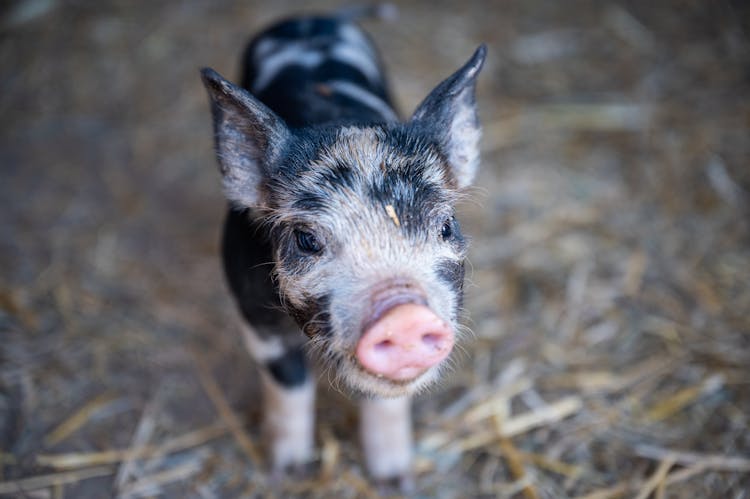 Black And White Piglet