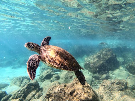 Explore the vibrant underwater world of Hawaii with this captivating image of a sea turtle gracefully swimming among coral reefs.