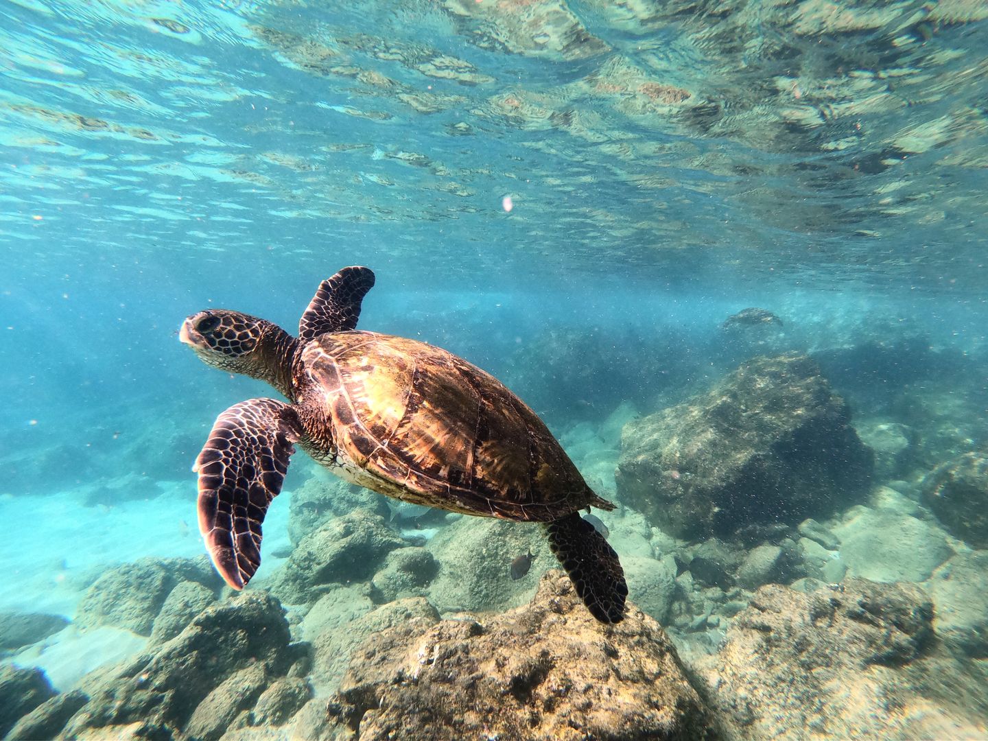 A snorkeller above a Hawaiian coral reef in clear shallow water