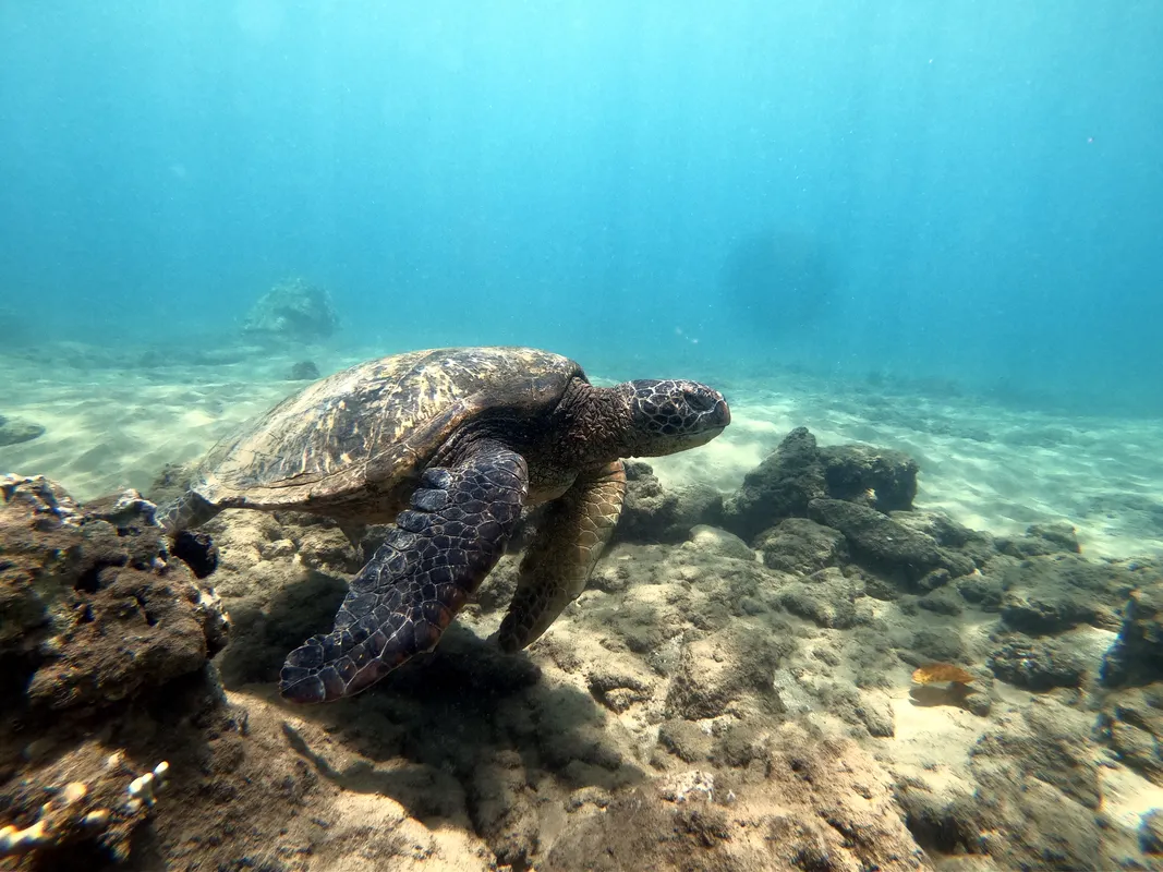 A green sea turtle swimming in clear Hawaiian water